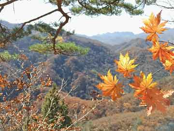 澳门六开彩天天正版免费_结论释义解释落实_安装版v378.188